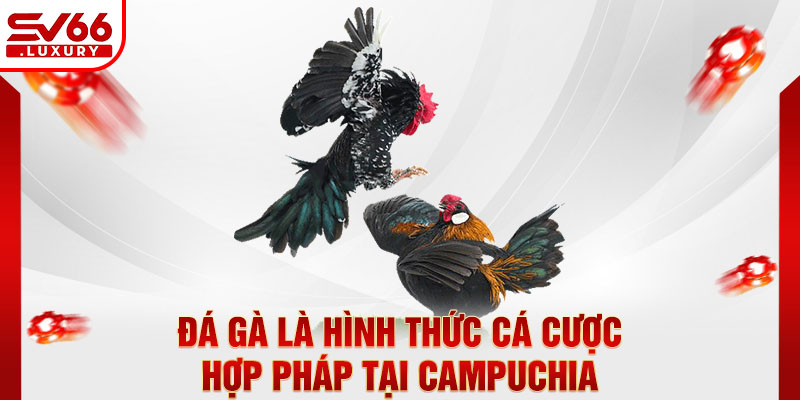 Đá gà là hình thức cá cược hợp pháp tại Campuchia